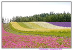 26072018_Nikon D800_19th Round to Hokkaido_Furano Tomita Farm_Irodorihatake00022