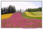 26072018_Nikon D800_19th Round to Hokkaido_Furano Tomita Farm_Irodorihatake00023