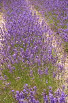 26072018_Nikon D800_19th Round to Hokkaido_Furano Tomita Farm_Lavender no Hatake00001