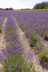 26072018_Nikon D800_19th Round to Hokkaido_Furano Tomita Farm_Lavender no Hatake00002