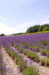 26072018_Nikon D800_19th Round to Hokkaido_Furano Tomita Farm_Lavender no Hatake00003