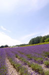 26072018_Nikon D800_19th Round to Hokkaido_Furano Tomita Farm_Lavender no Hatake00004