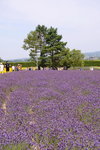 26072018_Nikon D800_19th Round to Hokkaido_Furano Tomita Farm_Lavender no Hatake00006