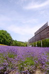 26072018_Nikon D800_19th Round to Hokkaido_Furano Tomita Farm_Lavender no Hatake00008