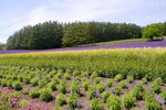 26072018_Nikon D800_19th Round to Hokkaido_Furano Tomita Farm_Lavender no Hatake00011