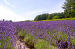 26072018_Nikon D800_19th Round to Hokkaido_Furano Tomita Farm_Lavender no Hatake00015