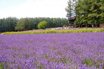 26072018_Nikon D800_19th Round to Hokkaido_Furano Tomita Farm_Lavender no Hatake00016