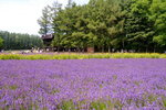 26072018_Nikon D800_19th Round to Hokkaido_Furano Tomita Farm_Lavender no Hatake00017