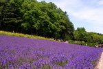 26072018_Nikon D800_19th Round to Hokkaido_Furano Tomita Farm_Lavender no Hatake00018