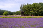 26072018_Nikon D800_19th Round to Hokkaido_Furano Tomita Farm_Lavender no Hatake00019