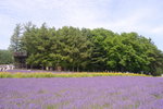 26072018_Nikon D800_19th Round to Hokkaido_Furano Tomita Farm_Lavender no Hatake00021