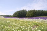 26072018_Nikon D800_19th Round to Hokkaido_Furano Tomita Farm_Lavender no Hatake00022
