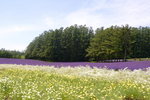 26072018_Nikon D800_19th Round to Hokkaido_Furano Tomita Farm_Lavender no Hatake00023