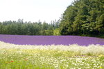 26072018_Nikon D800_19th Round to Hokkaido_Furano Tomita Farm_Lavender no Hatake00025