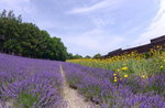 26072018_Nikon D800_19th Round to Hokkaido_Furano Tomita Farm_Lavender no Hatake00027