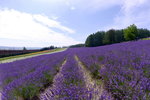 26072018_Nikon D800_19th Round to Hokkaido_Furano Tomita Farm_Lavender no Hatake00028