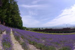 26072018_Nikon D800_19th Round to Hokkaido_Furano Tomita Farm_Lavender no Hatake00029