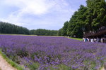 26072018_Nikon D800_19th Round to Hokkaido_Furano Tomita Farm_Lavender no Hatake00030