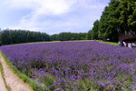 26072018_Nikon D800_19th Round to Hokkaido_Furano Tomita Farm_Lavender no Hatake00031