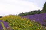 26072018_Nikon D800_19th Round to Hokkaido_Furano Tomita Farm_Lavender no Hatake00035