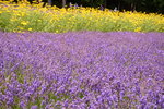 26072018_Nikon D800_19th Round to Hokkaido_Furano Tomita Farm_Lavender no Hatake00038