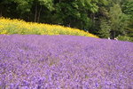 26072018_Nikon D800_19th Round to Hokkaido_Furano Tomita Farm_Lavender no Hatake00039