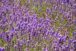 26072018_Nikon D800_19th Round to Hokkaido_Furano Tomita Farm_Lavender no Hatake00066