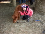 12022012_Hokkaido_Mini Pony Farm_Melody00003