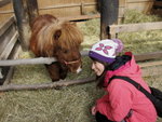 12022012_Hokkaido_Mini Pony Farm_Melody00004