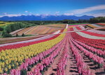 07012026_Hokkaido Seasons00008