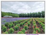 31072025_Samsung Note 20 Ultra_30th round to Hokkaido_Furano Tomita Farm00089