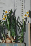 26012009_Chinese New Year Flowers_Daffodil00004