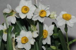 26012009_Chinese New Year Flowers_Daffodil00016