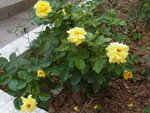 02112012_Flower Bed of Sun Lai Garden00002