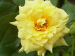 02112012_Flower Bed of Sun Lai Garden00003