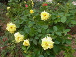 02112012_Flower Bed of Sun Lai Garden00004