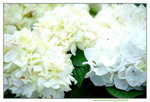 16032016_Hong Kong Flower Show 2016_Hydrangea Macrophylla00001