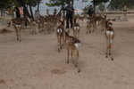 F29032007_宮島嚴島神社馴鹿00003
