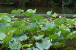 14062015_Lotus at CUHK00008