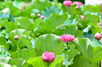 14062015_Lotus at CUHK00015