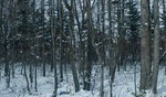 09022020_Nikon D800_22nd round to Hokkaido_Day Four_Way to Lunch Place_Kawayu Onsen_Kitafukuro Hotel000022
