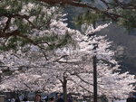 6-10 April 2006_京阪神之旅_Sakura00024