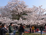 6-10 April 2006_京阪神之旅_Sakura00023