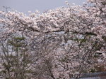 6-10 April 2006_京阪神之旅a_Sakura00021