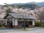 6-10 April 2006_京阪神之旅_Sakura00020