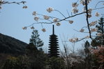 6-10 April 2006_京阪神之旅_Sakura00012