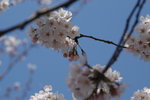6-10 April 2006_京阪神之旅_Sakura00025