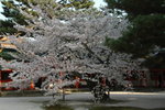 6-10 April 2006_京阪神之旅_Sakura00009