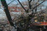 6-10 April 2006_京阪神之旅_Sakura00007