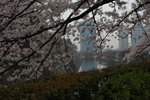 6-10 April 2006_京阪神之旅_Sakura00006